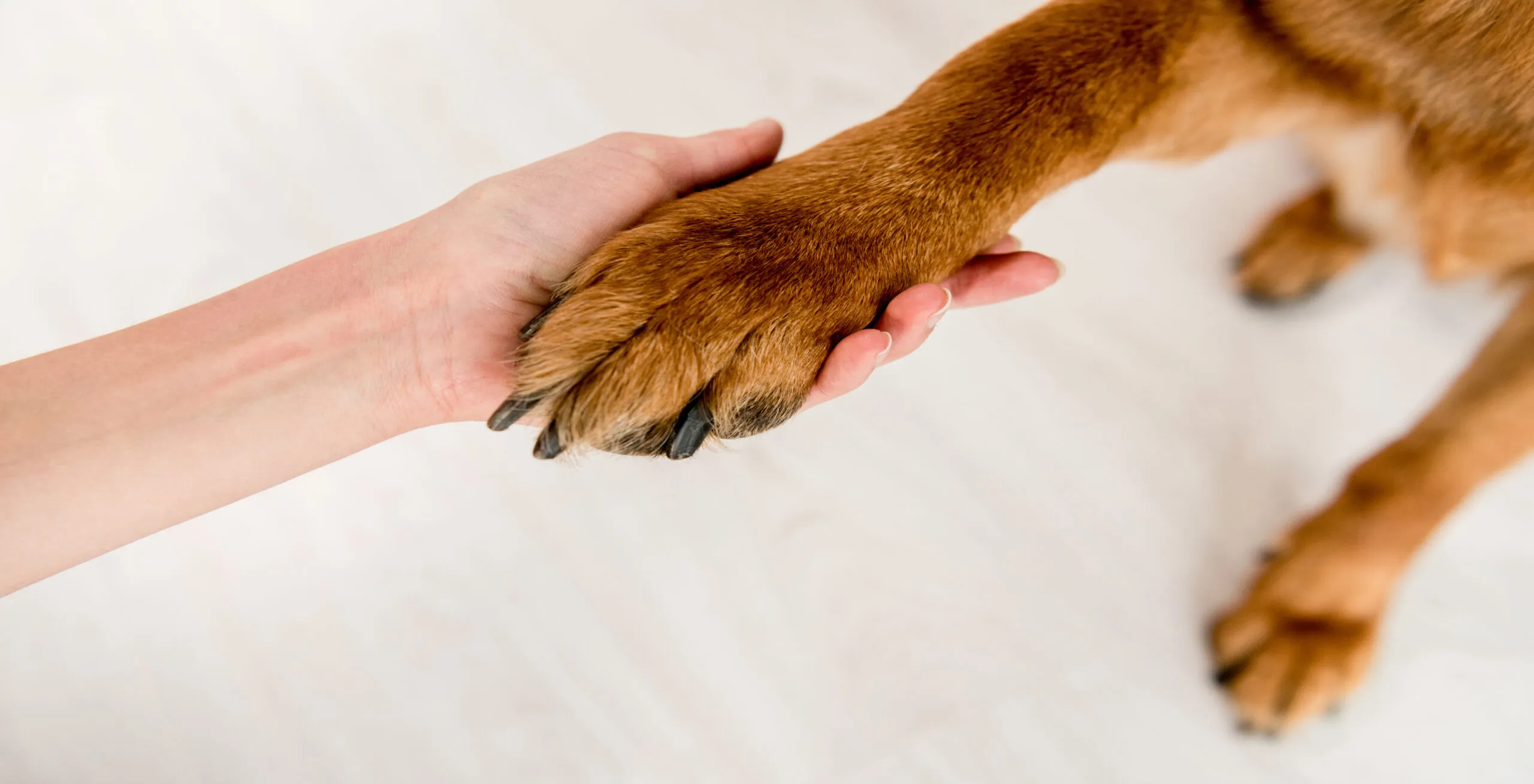 The Benefits of Digital Marketing in Promoting Pet Quality of Life Scales